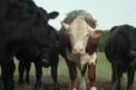 Henry the Discount Bull Image